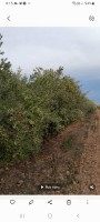 Minyak zaitun from Tunisia