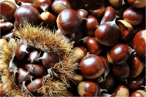 Raw chestnuts from Turkey