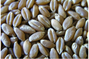 Grano from Turchia