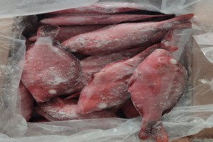 Red Snapper from Tanzania