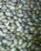 Beans from Tanzania