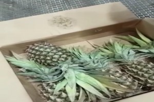 ANANAS from Tanzania
