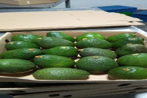 Avocado from Tanzania