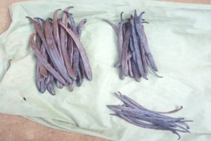 Vanilla Beans from Tanzania