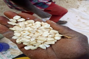 Maize from Tanzania