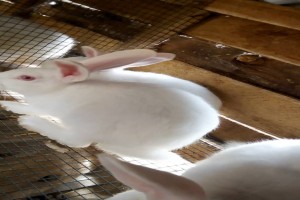 NEWZEALAND WHITE RABBITS from Uganda