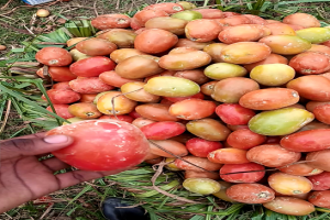 Fresh Tomatoes from Uganda