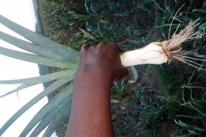 Leeks from Uganda