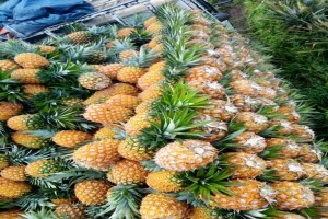 Ananas from Uganda