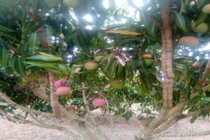 Frutas de manga from Uganda