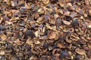 Coffee Husks from Uganda