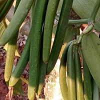 Vanilla beans from Uganda