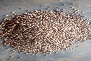Sorghum from Uganda