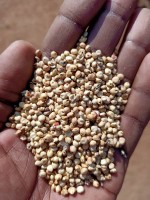 Sorgho Blanc from Ouganda