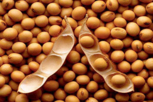 Soya beans from Uganda
