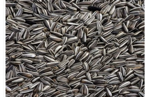 Sementes de girassol from Uganda