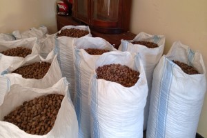 Nozes de karité (Nilotica) from Uganda