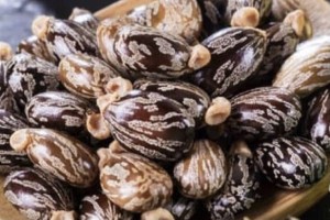 Castor beans / Oil from Uganda