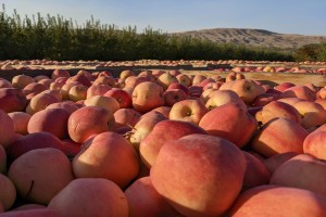 Ambrosia Apples from US