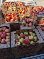 Fuji Apples from US