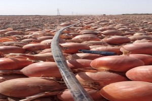 Onions from Uzbekistan