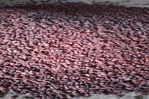 Cocoa beans from from ---