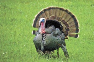 Turkey Chicken