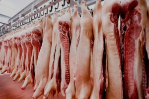 Porc from Afrique du Sud