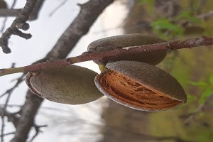Almendras from Sudáfrica