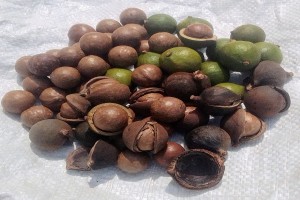 Macadamia Nüsse in Schale Großhandel from Südafrika