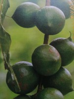 NOIX DE MACADAMIA D'AFRIQUE DU SUD from Afrique du Sud