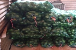 Feurte Avocados from South Africa