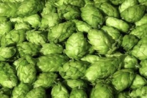 Hop Extract from South Africa