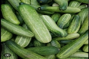 Cucumber from Zambia