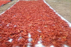 African birds eye chilli ABE from Zambia