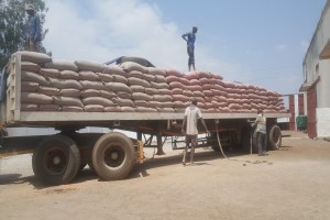 Maize from Zambia