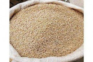 Sorghum from Zambia