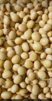 Soy beans from Zambia