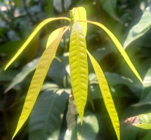 Grafted SEEDLINGS from Zimbabwe