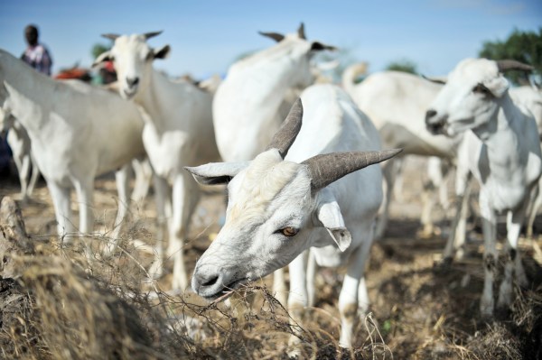 Goat meat from Somalia