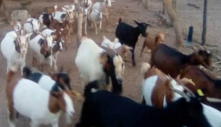 Mixed breed Goats from Zambia
