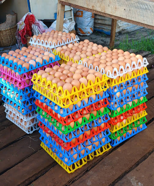 Wholesale modern eggs from Tanzania