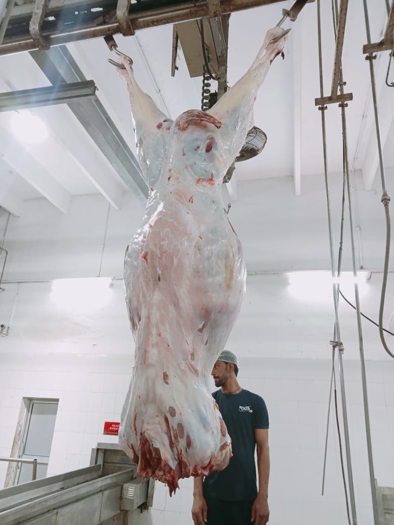 Pakistani Camel Meat Full Camel from Pakistan