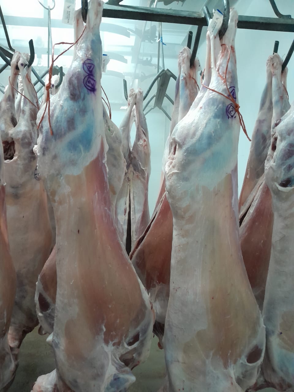 Abattoir Robertson from Afrique du Sud