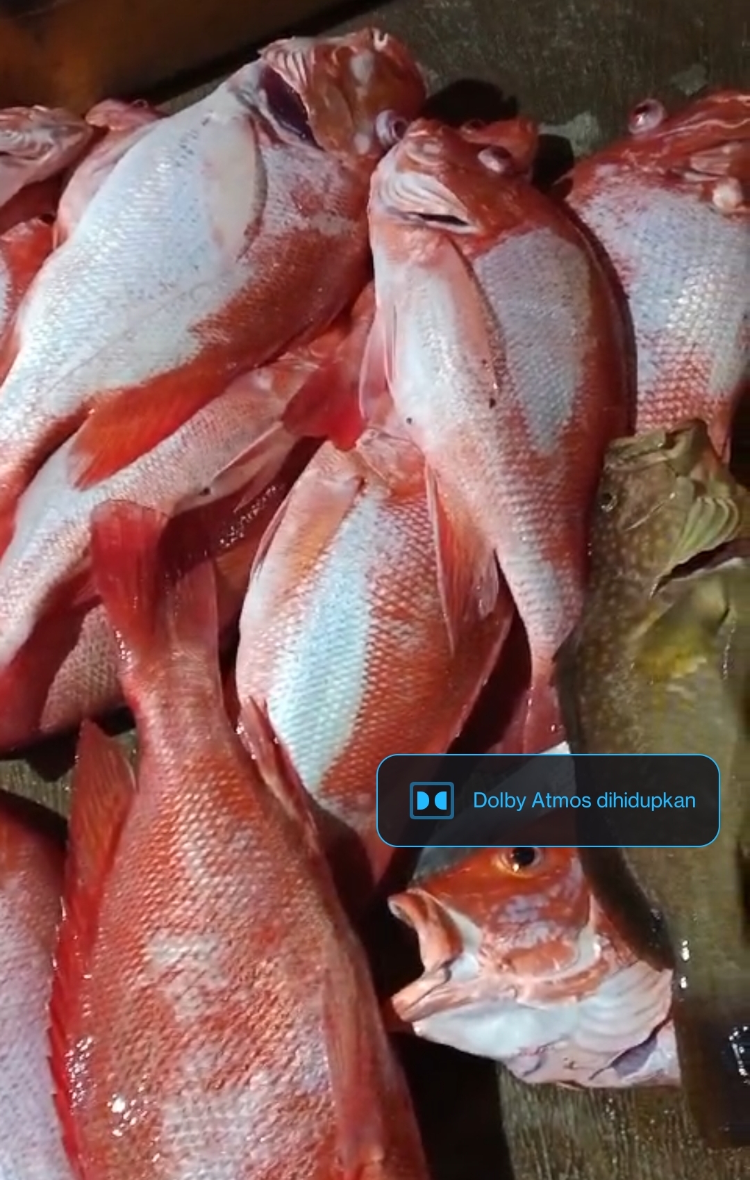 RED SNAPPER from Indonesia