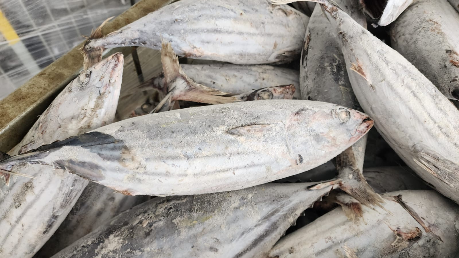 Skipjack Tuna from Indonesia
