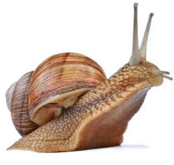 🌿🐌 Caracoles vivos en venta! from Tailandia