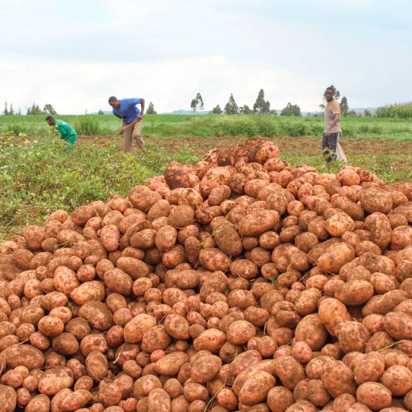 Variedade de batata Shangi from Quénia