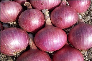 Frutas y verduras frescas de los mejores productores argelinos. from Argelia