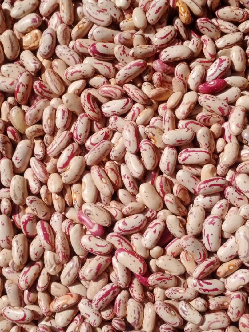 Red Speckled Sugar Beans from Tanzania